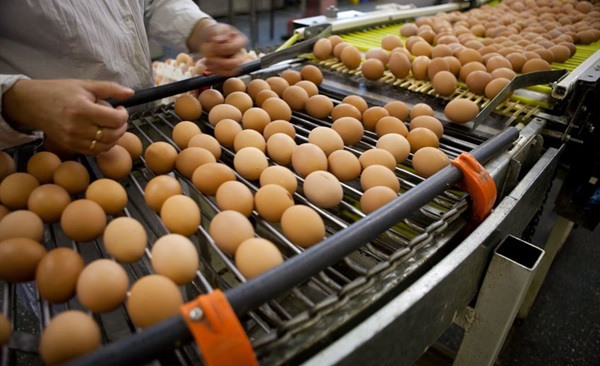 eggs